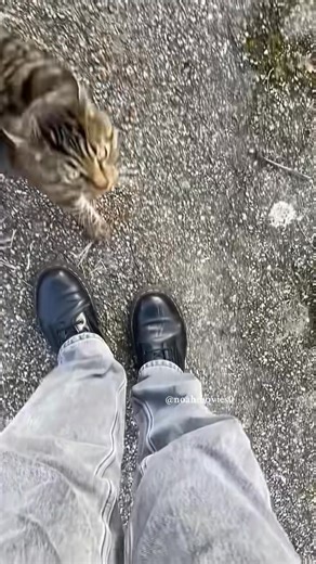 58K views · 983 reactions | Cat’s choice of claw sharpen | Noahmovies0 | Facebook