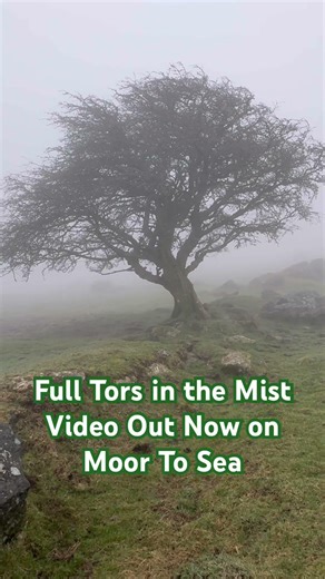 Lonely Tree in Mist | Dartmoor #dartmoor #nature #devonwalks