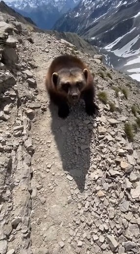 1.6M views · 12K reactions | High above the treeline, a wolverine is standing dead center in the only safe gap in the rocks.  The camera keeps edging forward over loose stones as it growls and refuses to move. Then it suddenly charges straight into the filmer, knocking the phone onto the rocks.  Would you push past it… or turn around on that ridge? #wildlife #wolverine #mountains #hiking #nature #shorts | Wild Animal Encounters | Facebook