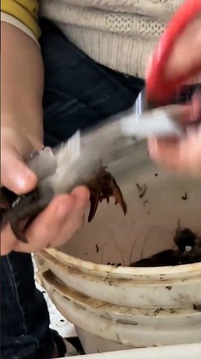 How to clean crayfish properly with no fishy smell