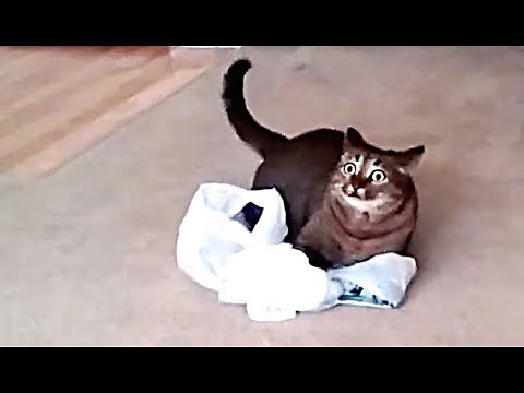 CATS STUCK IN BAG 🛍 | compilation