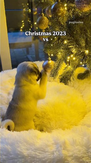My PUPPY in 2023 versus 2025 🥹🎄 #pug #dog