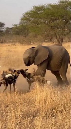 African Wild Dog Attacks Baby Elephant 🐕💥 Battle for Survival! #Wildlife #AnimalBattle #4K