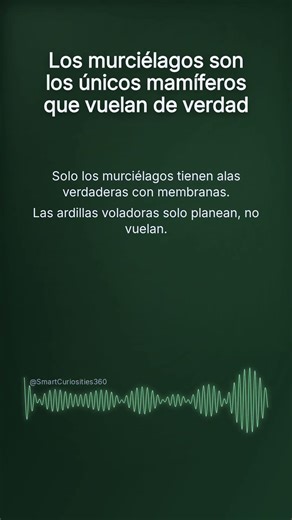 Los murciélagos son los únicos mamíferos que vuelan de verdad