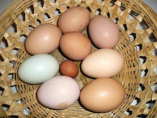 So Why's My Chicken Laying Small Eggs? 6 Reasons Why