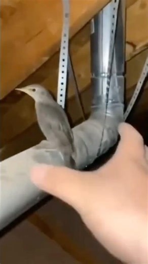 Flipping machine #flip #machine #factory #rotator #structure