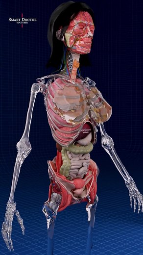 Smart Doctor on Instagram: "Rib Cage & Spine 🦴❤️‍🩹 . . . Anatomy and importance of the rib cage. Connection to the Vertebral Column: The rib cage is connected to the vertebral column, with each rib articulating with a thoracic vertebra. Flexibility and Movement: This arrangement allows for flexibility and movement while providing structural support. Protection of Vital Organs: The rib cage protects vital organs in the chest, including the heart and lungs. . . . . #anatomy #anatomi #anatomia #a