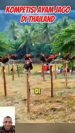 Kompetisi ayam jago di thailand #fyp #viral #trending #jangkauanluas #ayamjago #ayamhias #kompetisiayamjago #ayamketawa #ayambangkok #farmroosters #funnyanimals | Subuh Odhe