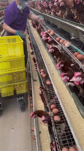 Success in poultry isn’t about luck it’s about smart prevention and consistency. Every clean drinker, dry floor, and healthy bird means your farm is moving forward. #broilerchickens #agriculture #healthychicken #NaturalFarming #farming #poultry #poultryfarming #layerchickens #farmingtips #backyardchickens | Poultry Tips