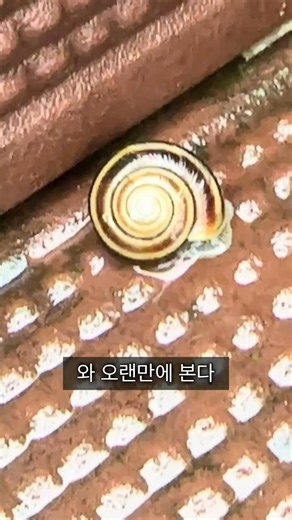 달팽이 구출 작전