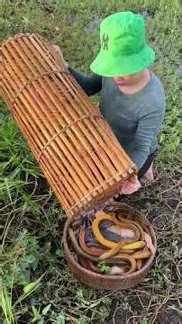 Survival fish trapping skills with primitive technology to catch huge eel fish #fishing