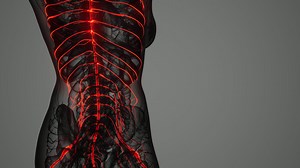 brain and nervous system of human