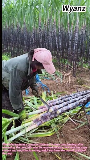 Farm Life Hacks Cutting Sugar Cane Easy Tips🌾↓