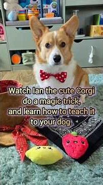 Watch cute Corgi Ian do magic and learn how to teach it to your dog. Step by step tutorial. #shorts