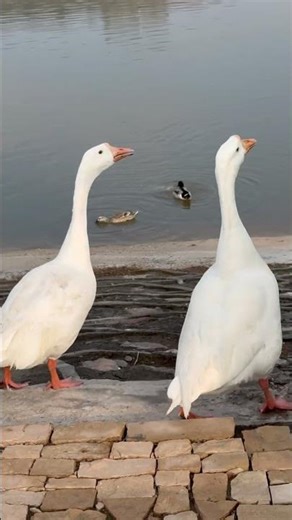 Ducks Quacking Sounds 🦆 | Cute Ducks Talking & Relaxing Nature Sounds #Shorts #Ducks #Quacking