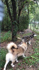 Running Bear howling with his family, Achilles and Watonie #wolf #wolfdogs #wolves #howling #wolfhowling #wolfpack #wolfsanctuary #wolfrescue #wolvesofspeedwell | Wolf Sanctuary of PA