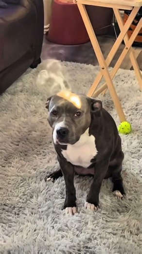 What do you call a smoking dog? #memes #highlights #pets