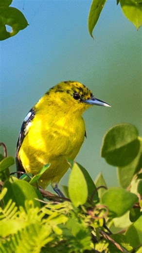 215.Common Iora