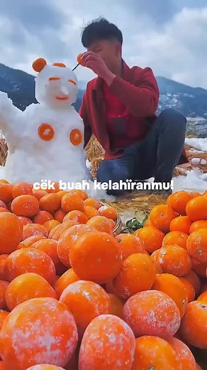 Agathis Lalillardieri on TikTok