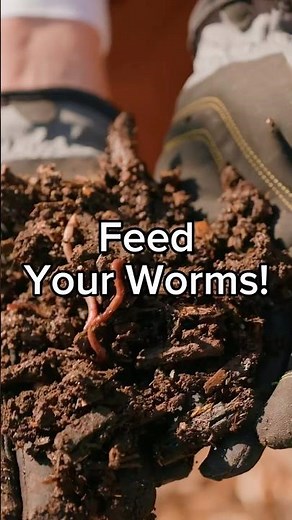It's Time to Feed the Worms! #vermicomposting