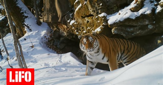 Τίγρη της Σιβηρίας vs πολική αρκούδα: Το «Frozen Planet II» μάγεψε ακόμα και τον Ντέιβιντ Ατένμπορο | LiFO