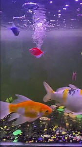 Aquarium Waterfall ASMR – Relaxing Fish Sounds for Sleep & Focus