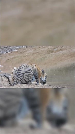 How much water does a tiger actually need #facts #wildlife