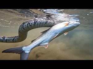 Python vs Fish: How many fish did the hungry python kill? Watch! 🐍🐟🤔