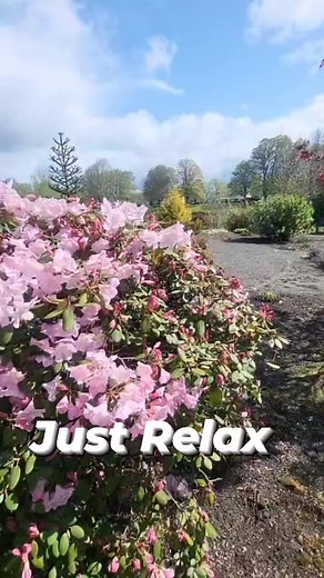 Just Relax from lake sacajawea Park longview Washington State U.S.A สดชื่น ผ่อนคลายไปกับธรรมชาติที่สวนสาธารณะ เมืองลองวิว รัฐวอชิงตันประเทศสหรัฐอเมริกา ค่ะ #love #spring #season #nature #springtime #goodtimes #reelschallenge #คนไทยในอเมริกา | Pammy in U.S.A