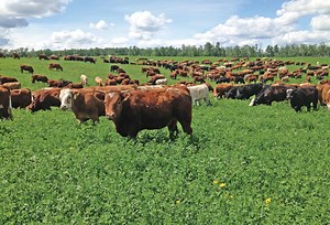 Overgrazing is a matter of timing - Canadian Cattlemen