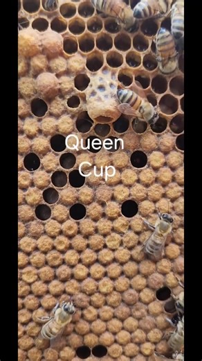 Lately, I’ve had a lot of people ask: “If I find queen cups in my hive, does that mean my bees are about to swarm?” Great question—and the answer is: not necessarily. Queen cups are the early beginnings of queen cells. You’ll often spot them along the bottom edge of frames, though they can appear elsewhere too. Unlike drone cells, queen cups are easy to recognize because they open downward. In my experience, most healthy colonies routinely build queen cups. It’s part of their natural behavior an