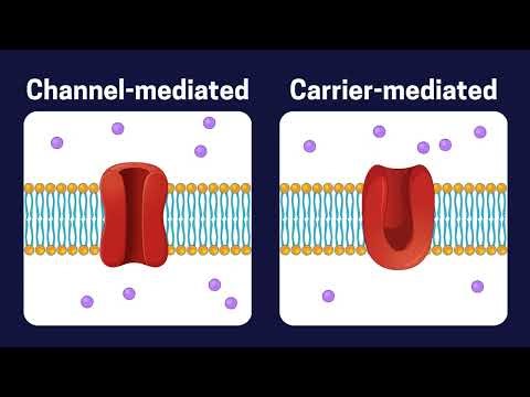 Cell Transport: Passive vs Active: A Microlecture