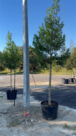 First time being the manager of the setup, I’m usually just the supplier 🍃😁 | RM Nursery