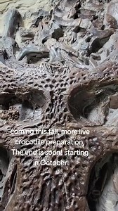 #bliss #push #fossiladdict #wow #fossilprep #fossilpreparation #driven #fossils #fossil #paleontologist #wyoming #pa | Luke Sutton