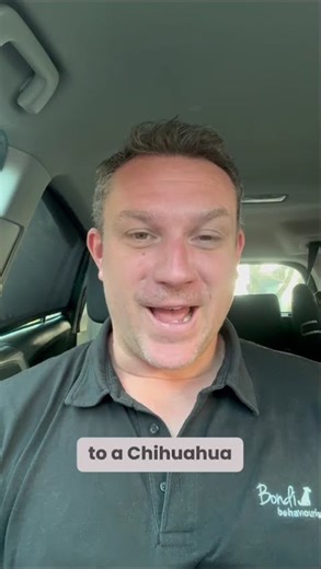 Socialising your dog is the process of normalising the presence of others #puppy #dogtraining