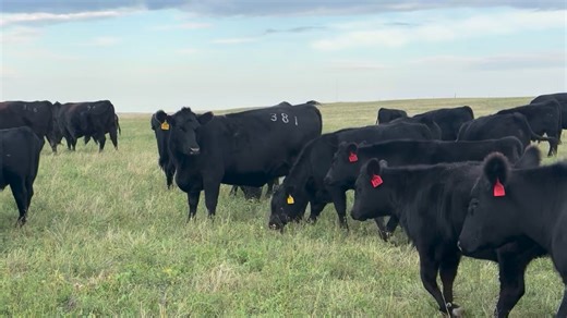Box K Ranch (Bouman/Krogman) selling Friday, October 24th 250 blk strs 450-675# & 90 blk hfrs 550-600# | Winner Livestock Auction LLC