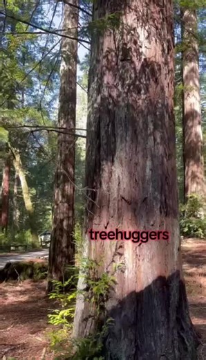 #hug #trees #treehugger #california #redwood
