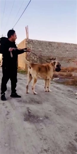 🇮🇷 سگ‌های اصیل ایرانی | 🇩🇪 Iranische Hunderassen | 🇺🇸 Iranian Dog Breeds