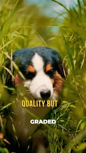 Which Video Format Should You Use? 🎥 MP4, S-Log, or RAW? #camerasettings #filmmakingtips #shorts