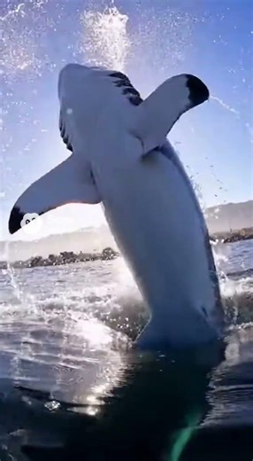 4,000 PSI ATTACK! Great White Breach in 1000fps 🦈