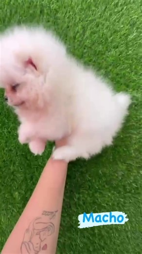 White Pomeranian #pomeranian #pomeranianpuppy #pomeraniansoftiktok #pomeranianlove nian