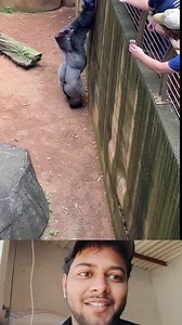 A remarkable video from a zoo has surfaced showing the moment a silverback gorilla rescued a small boy who had fallen into its enclosure. The high-angle footage captures the crowd's terror as the child sits in the moat, but the mood shifts as the massive ape gently lifts him. The gorilla carried the boy to a low railing and held him up so that visitors could pull him to safety. In a final heartwarming gesture, the gorilla looked up and offered a slow wave goodbye to the child. This extraordinary