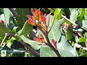 UCRBG California Native Plant Video Series: Lemonade Berry