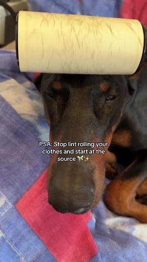 Doberman Rottweiler Mix Life Hacks for Pet Owners