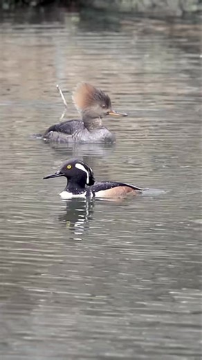 Hooded Mergansers: Expert Diving Ducks in Action
