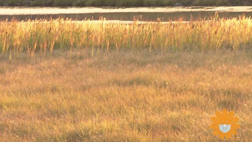 Do Nothing For Two Minutes Take a minute, turn up the volume as we leave you in the company of the elk living in Yellowstone National Park. Videographer: Brad Markel. https://cbsn.ws/3jsVRBt | CBS Sunday Morning