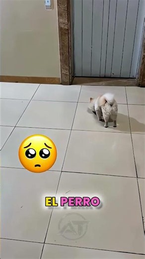 This Puppy Couldn't Find His Floor