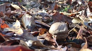Puffball fungi are common in woodlands and yards. If a raindrop falls onto the fungus, it shoots out a puff of spores that drift away in the breeze. These spores will grow into a new puffball, and the cycle continues. | Southern Piedmont Natural History