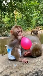 Baby Monkey's Balloon Prank Scares the Whole Squad! 🎈💥🤣🐒 #monkey #babymonkey #funnyanimals #balloonpop #cute | US Monkey Gorilla
