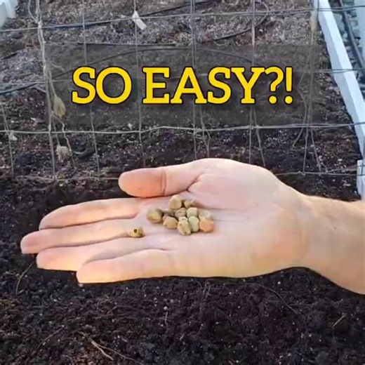 How to Plant Peas 🌱 So Easy?! #gardeningtips
